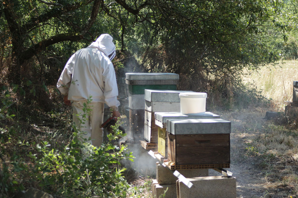 miel bio dans l'Indre l'abeille et la bête