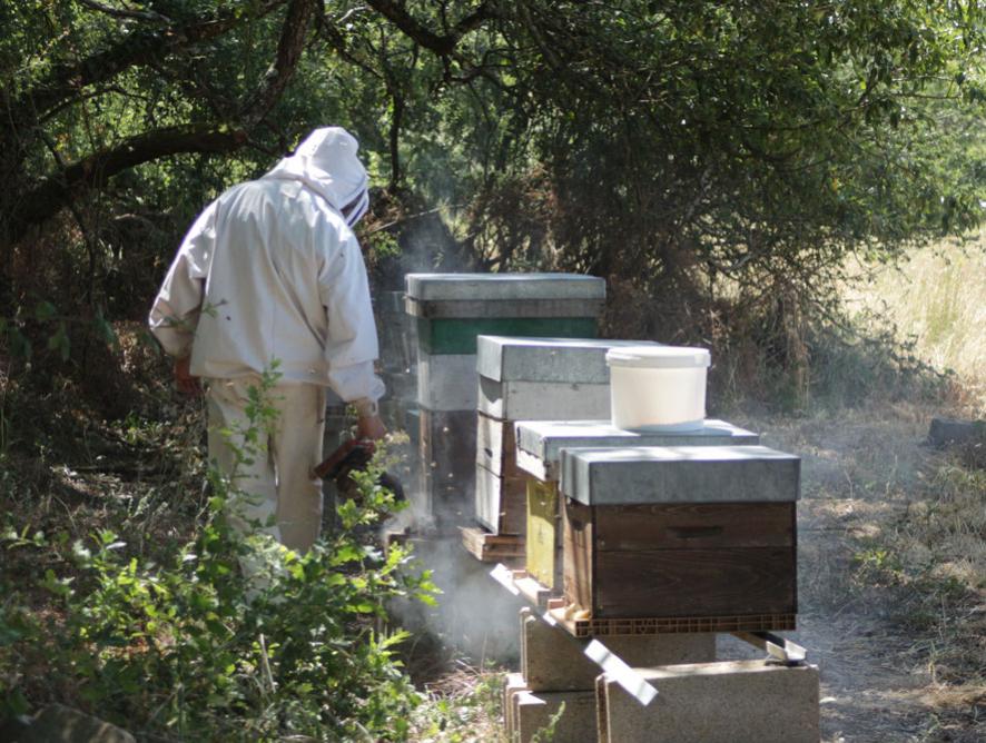 miel bio dans l'Indre l'abeille et la bête